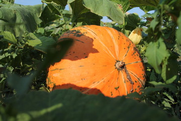 pumpkin III