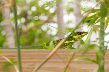 Profile closeup of a young iguana in the urban habitat.