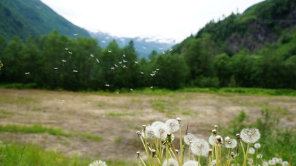 dandelion in the wind