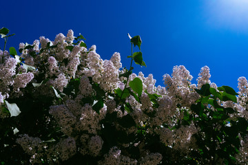 Lilac flowers in the sunlight on green leaves background. Blue sky is behind. Fresh and young spring flowers in warm day. Close up picture of branches with leafs.
