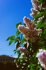 Lilac flowers in the sunlight on green leaves background.