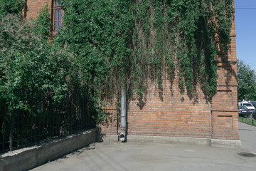 A red brick wall with green plants hugged on a surface. Picture has mate color. A metal drainpipe is in corner.