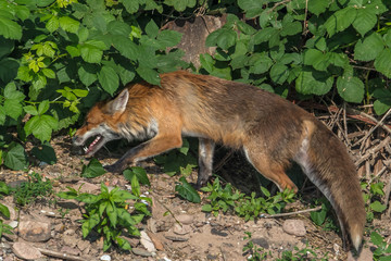 fuchs