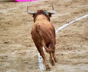 bullfighting in spain with big bull 