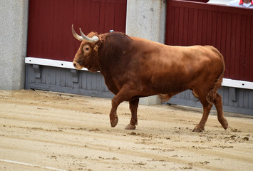 bullfighting in spain with big bull 