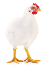 White hen isolated.