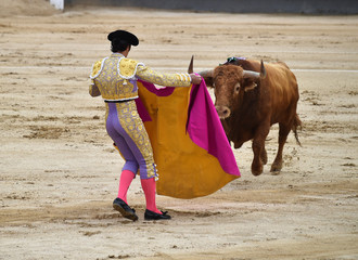 bullfighting in spain with big bull 