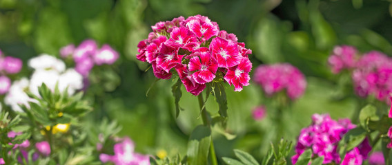 A lot of dianthuses are in bloom