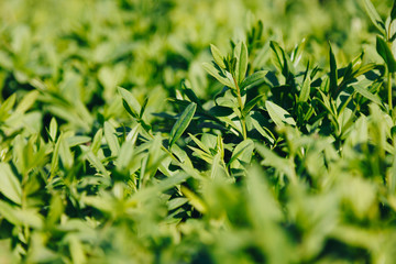 macro shot of beautiful green leaves