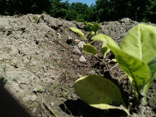 Fresh new born tobacco plant fields. Amazing Tobacco plantation
