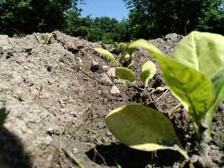 Fresh new born tobacco plant fields. Amazing Tobacco plantation