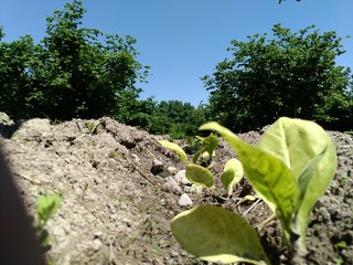 Fresh new born tobacco plant fields. Amazing Tobacco plantation