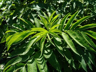 Obraz premium Danewort or dane weed or danesblood or dwarf elder or walewort ou dwarf elderberry or elderwort , Sambucus ebulus