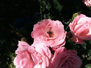 Bee sitting on a beautiful pink rose