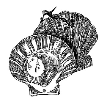 Scallop. Sketch. Engraving style. Vector illustration.