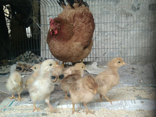 Closeup of a mother chicken with its baby chic
