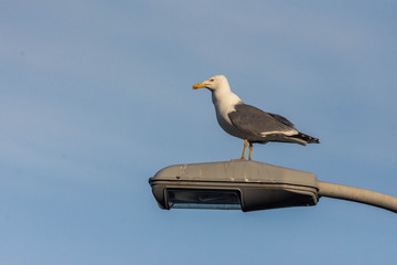 seagull on lamppost