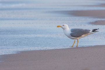 spanish seagull on the beach