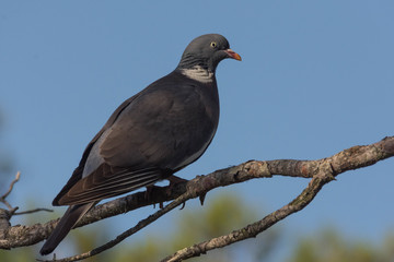 dove on a branch in the forest
