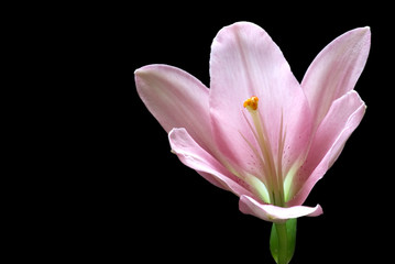 Fototapeta na wymiar Pink lilium auratum flower macro. Isolated lily on black background.
