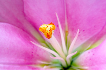 Pink lily detail. Lilium auratum flower macro. Floral background.