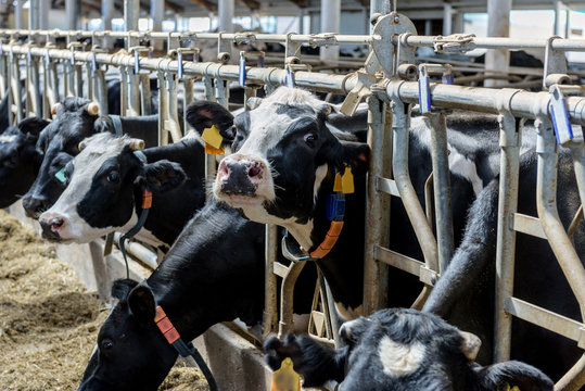 Milking cows in Modern farm, close-up.