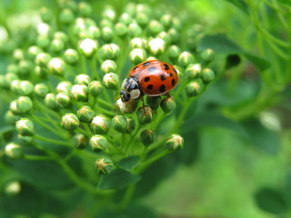 Ladybug on Spirea