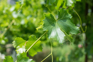 vineyard plantations, beautiful view of the vineyard rows