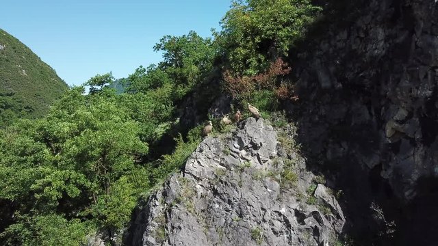 Vultures chill. Des vautours glandent sur une corniche