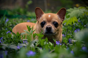 Chihuahua in the grass