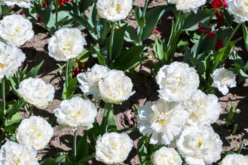 Obraz na płótnie Canvas white tulips close-up