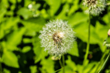 air dandelion is close-up