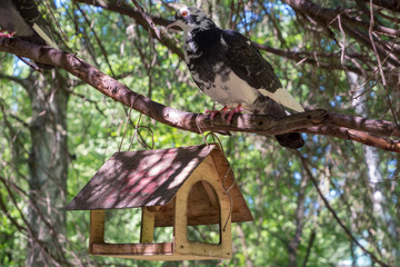 dove and feeder for squirrels