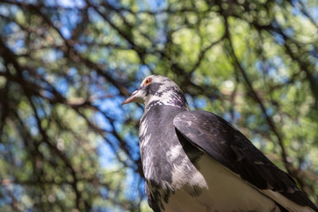 pigeon is closely photographed