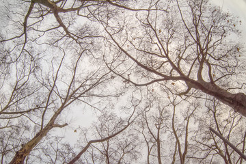 Fototapeta na wymiar tree branches in the city