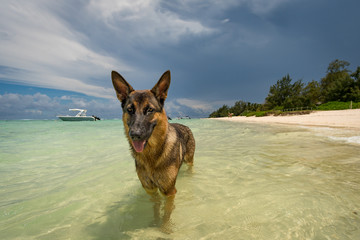 shepherd  on the Mauritius beach