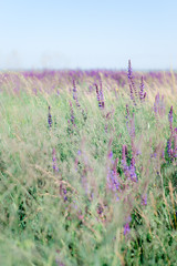 Field flowers, lavender field