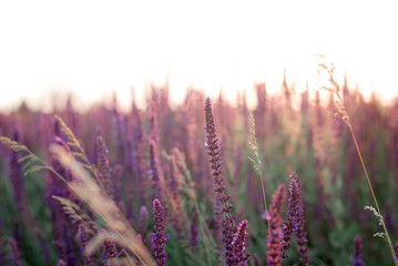 Lavender field in the summer sunset