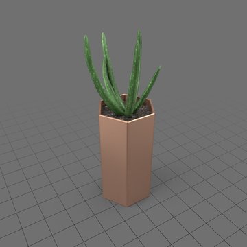 Aloe plant in a copper pot