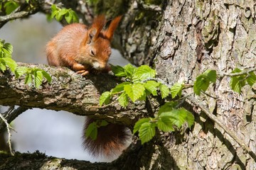 Eichhörnchen 5 © Karl-Heinz Schmidt