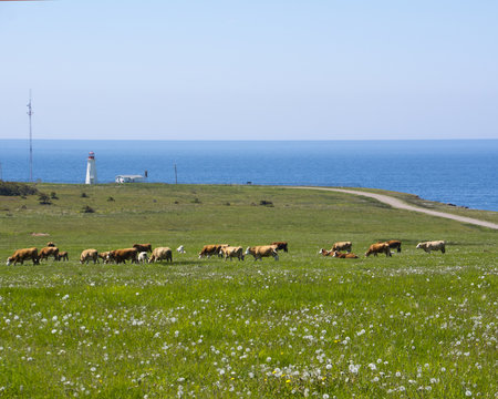 Cheticamp Lighthouse and Pasture with Cows