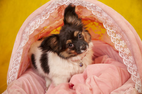 pretty dog puppy 3 months on yellow studio background alone