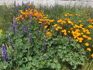 Fototapeta premium California Poppies and Lupines in a California Garden
