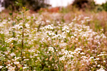 Flowering of white field daisies