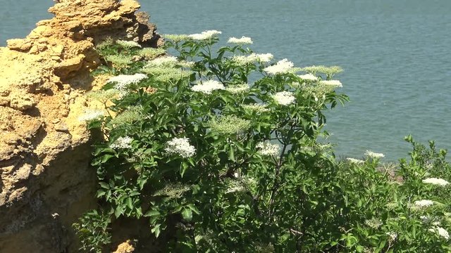 Sambucus nigra is a species complex of flowering plants. Blossoming steppe on the shore of Hadzhibeysky Estuary, Ukraine