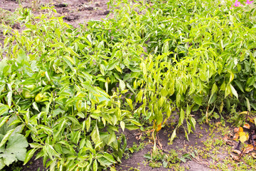 Bed of green pepper plants