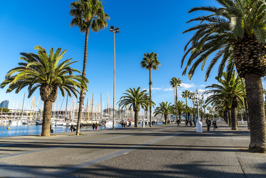Embankment with palm trees and yachts in Barcelona, Spain.