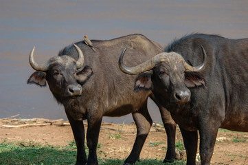 Obraz premium Cape Buffalo