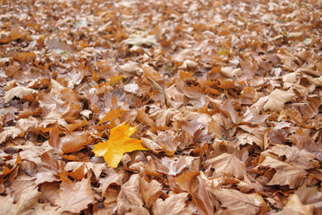 Gelbes Ahornblatt auf dem Herbstlaub