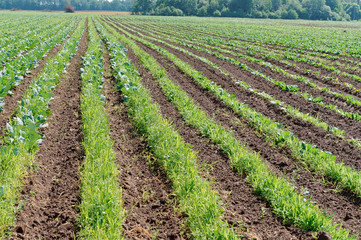 Ploughed fields. Agricultural land is being prepared for the sowing season. Smooth furrows of seedlings in the fields.